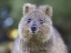 Quokkas to koalas: Australia’s new 100 priority species