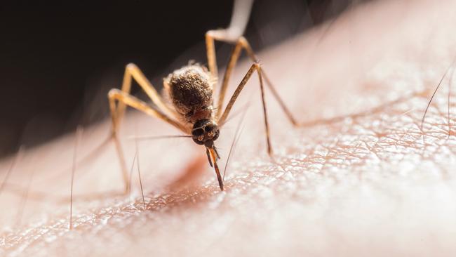 Weather conditions have created a perfect breeding environment for mosquitoes. Picture: SUPPLIED