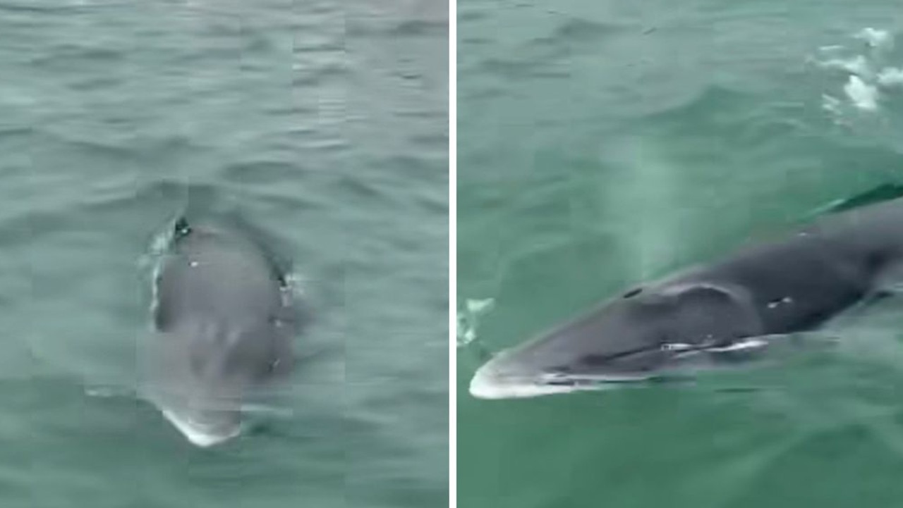 ‘Magic’: Rare sight in Sydney waters