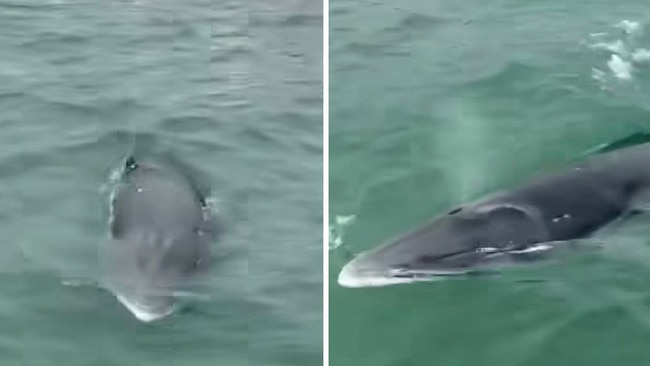 A minke whale spotted in Sydney. Picture: Facebook/Cronulla & National Park Ferry Cruises.