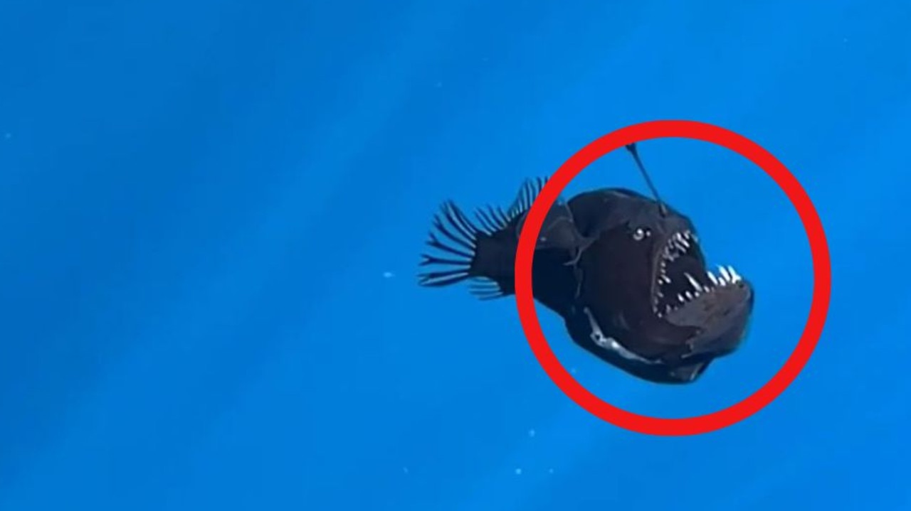 ‘Nightmarish’ find in shallow waters