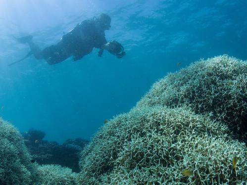 19/03/2016: CoralWatch team films coral affected by bleaching at the Great Barrier Reef in Lizard Island in northern Queensland. The threat level has prompted the Great Barrier Reef Marine Park Authority to lift its response to Level 3 - the highest response level. PLEASE CREDIT: XL Catlin Seaview Survey