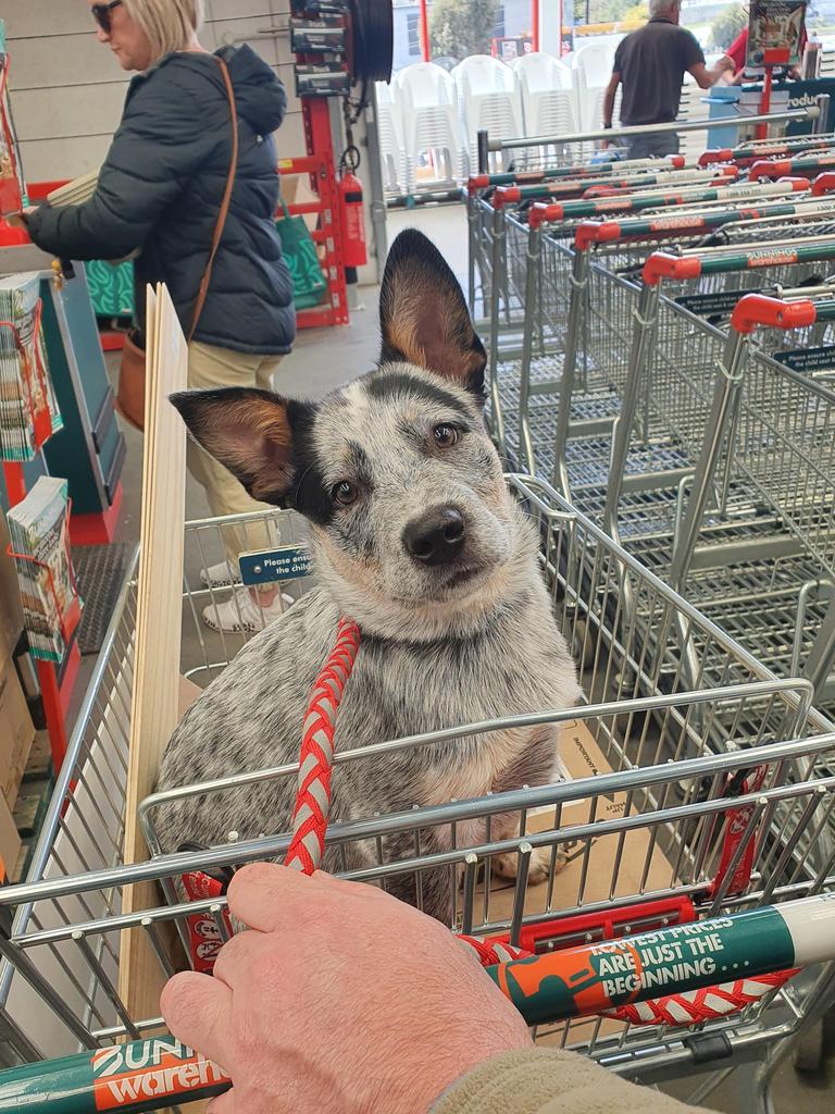 Barney's first visit to Bunnings. Put this in a frame stat. Picture: anamackey/Reddit