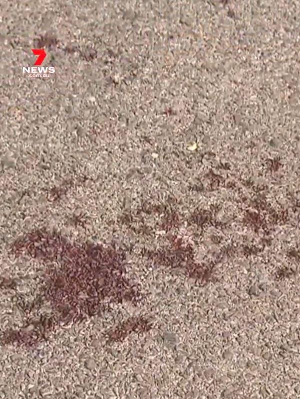 A trail of blood was left after a man was stabbed at Crystal Brook. Picture: 7NEWS