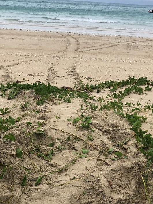 Keswick Island resident and turtle advocate Rayna Asbury took this photograph of turtle tracks at Basil Bay on December 26, 2020. Picture: Contributed