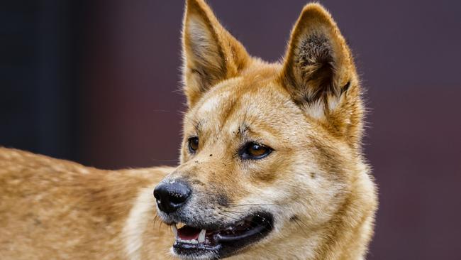 It’s been claimed dingoes and hybrids were kept in a Melton unit, then let loose. Picture: Getty