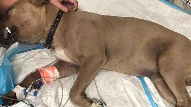 The dog died after protectingthe two boys from the venemous snake.
