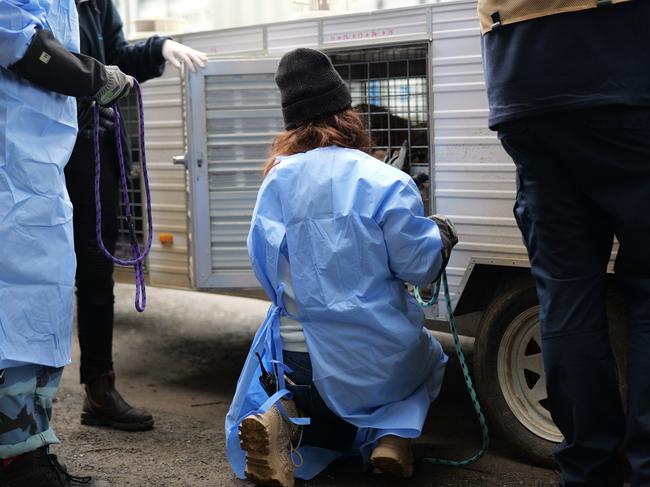 Charges are yet to be laid after almost 30 dogs and puppies were seized from a Macedon Ranges Shire property as part of a major investigation into alleged illegal dog breeding.Â 