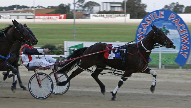 Midnight Blaze — aka Buddy the therapy horse — won his first harness race at Newcastle on July 25, 2013, aged four. His eighteenth and final start was on March 7, 2014. Picture: Robynne Metcalf