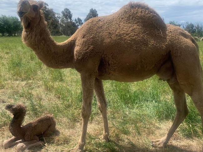 A six-week-old camel was allegedly stolen from a sanctuary near Shepparton. Picture: For the Love of Camels