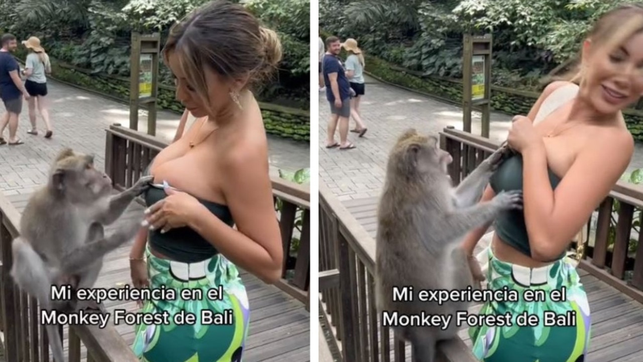 Girl And Monkey Big Boob S Xxx - Bali monkey tries to expose breasts of Former Miss Peru Paula Manzanal |  news.com.au â€” Australia's leading news site