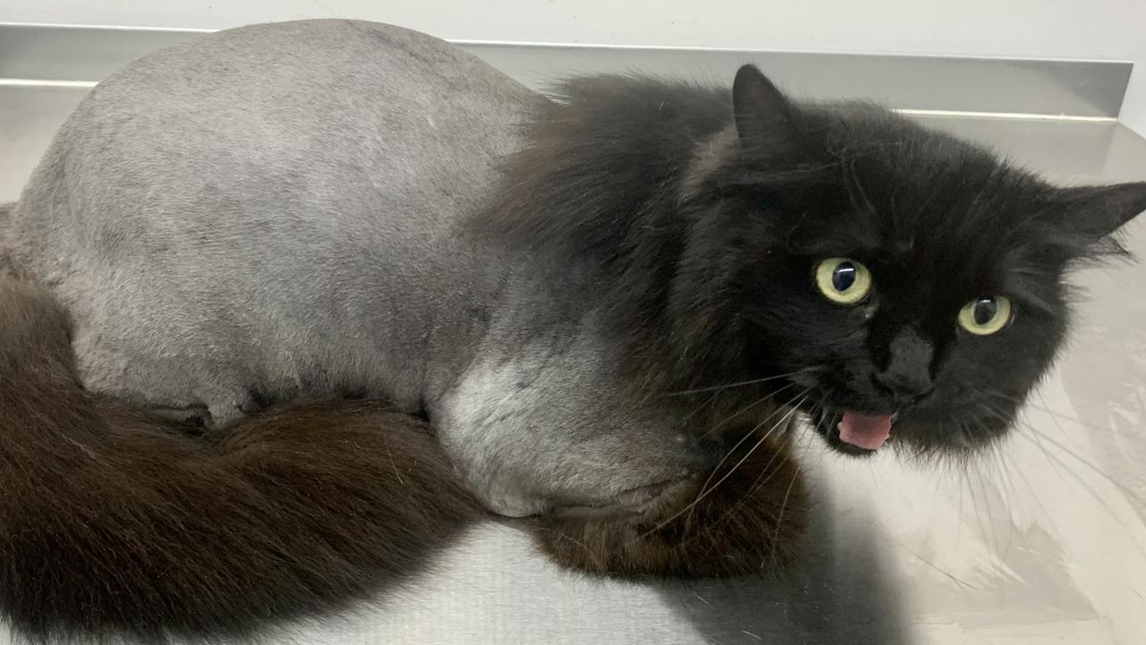 Animal groomer Angela Hunt once had a request to shave a mullet on a cat.