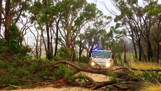 Strong winds destroyed tress and crops. Picture: Kane Abraham