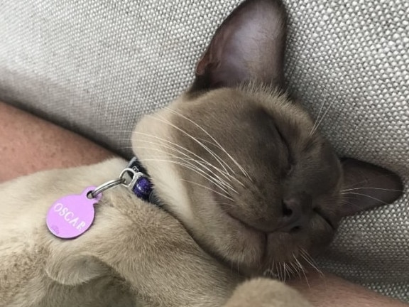 Oscar the Burmese cat fell asleep in a washing machine and got trapped in a 12-minute hot water cycle with detergent. Picture: Amanda Meredith