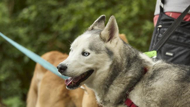 Million Paws Walk in the Adelaide Botanic Gardens, Sunday, May 28, 2023. Picture: Matt Loxton