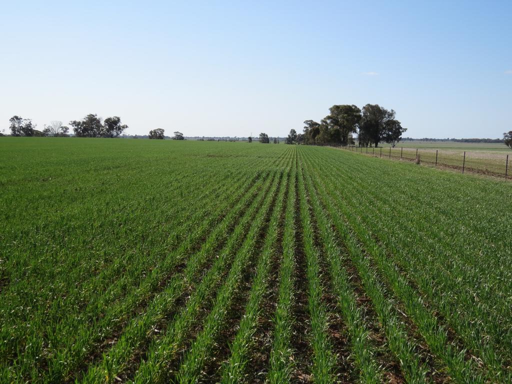 Nangunia Station has 1220ha of arable land, produces prime lamb and wool and it is suitable for both winter and summer crops.