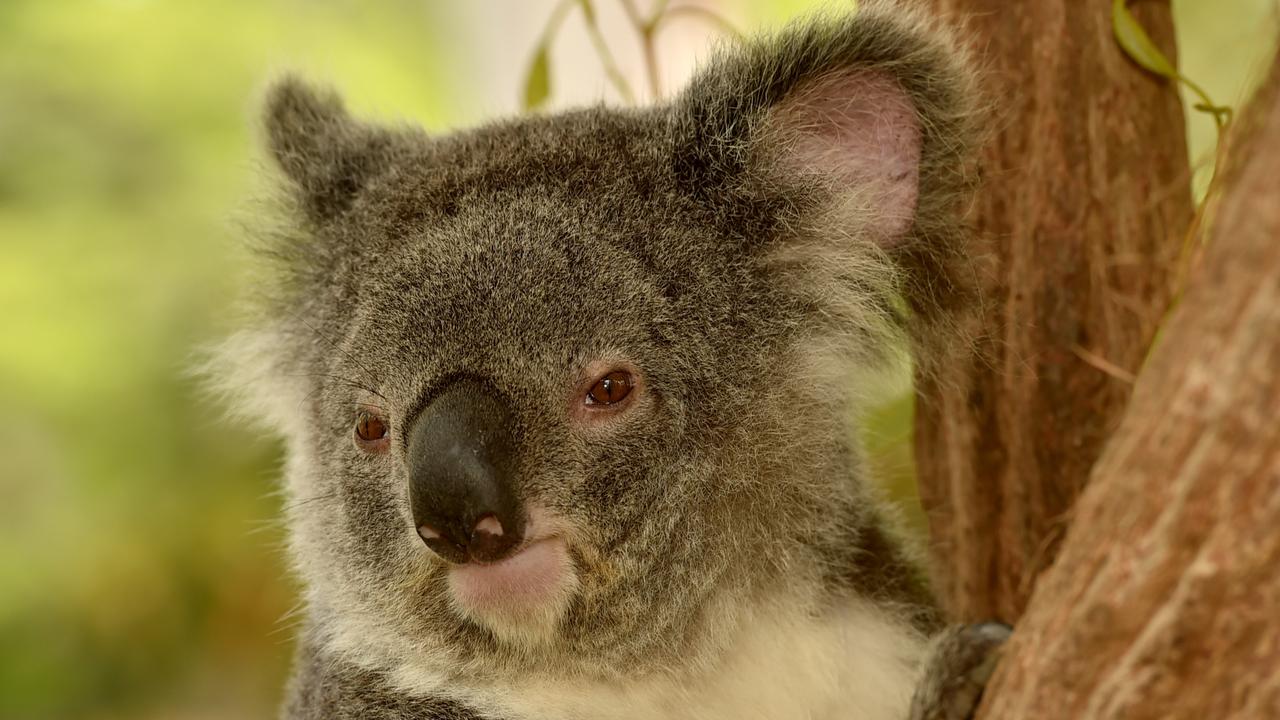 Billabong Sanctuary wins draw to home orphaned koala | Townsville Bulletin