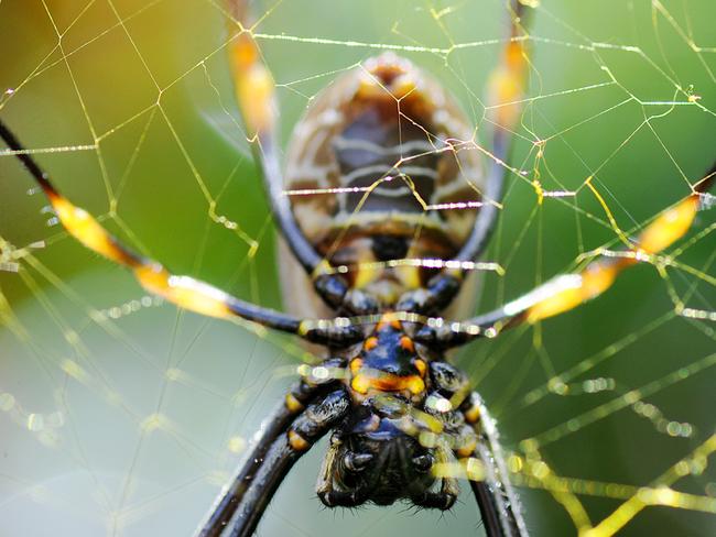 Readers pic sent in by: Paula Miastkowski; Email: pmia26@hotmail.com; Phone: 0404639126; Photo Title: Golden Orb spider; Caption for photo : I found this golden orb spider in my backyard. It's true they really do have a gold web.