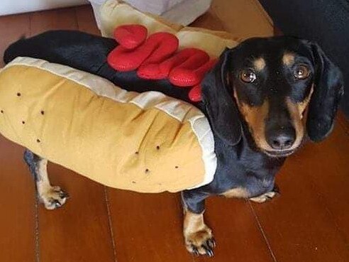 Monty the dachshund has been spotted in a video released by the RSPCA as one of the dogs seized in a raid of the property known as the Storybook Farm Sacred Animal Garden. Picture: Lara Heggie