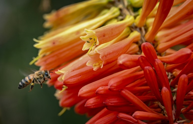 Pesticides causing widespread harm to animals and plants: study