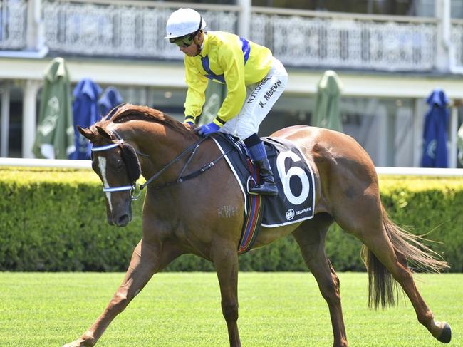 Sir Boo is ready to run a big race in the Mclean Cup at Grafton. Picture: Bradley Photos