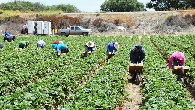 A labour hire company that employed workers on Victorian berry and vegetable farms is facing prosecution for operating unlicensed.