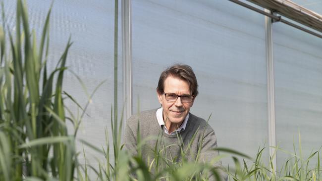 Professor Robert Park inspecting wheat varieties. Picture: University of Sydney / Stefanie Zingsheim