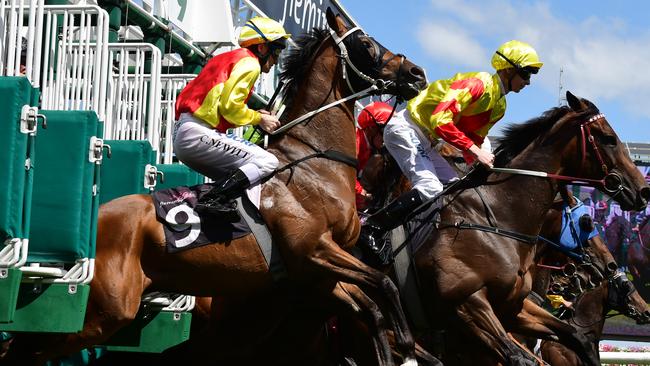 D’oh! Four Carat (closest to camera) rears up, or dwelt, at the start of this race at Flemington. Picture: Getty Images