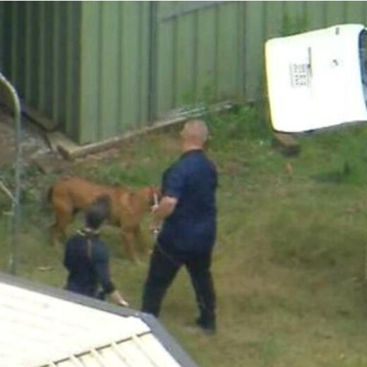 The dogs are led away from the property after the attack. Picture: Nine News