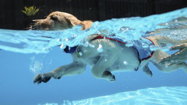 Assistance dog trainee Ceejay during training in Cromer, NSW, today. Assistance Dogs Australia turns 20 years old in 2016, to celebrate 20 years they are expecting up to 20 brand new Labrador and Golden Retriever puppies to start their journey. Picture: Justin Lloyd