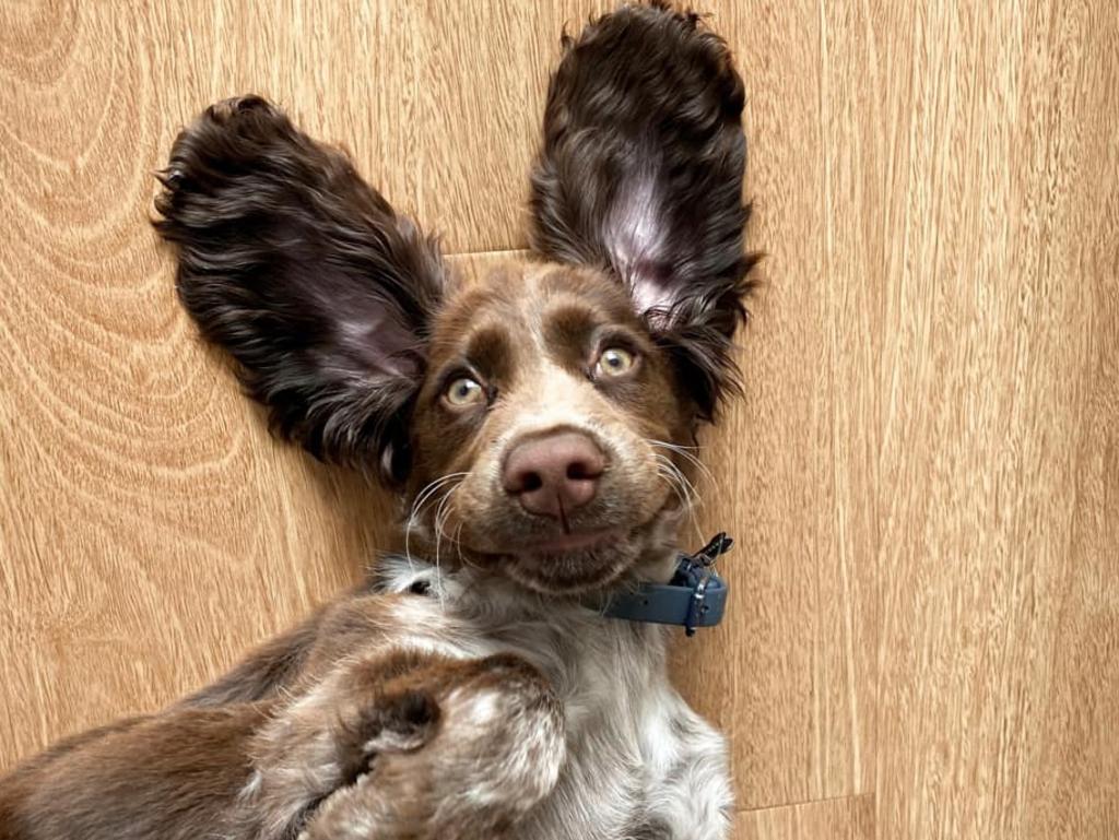 Cockers Spaniels are forever cute like little Bracco. Picture: Josh Hniat