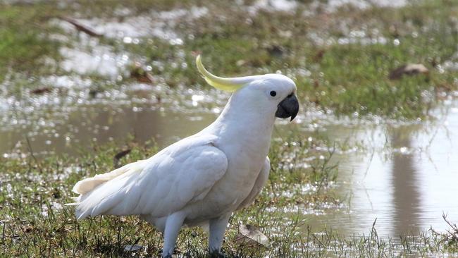 A shy Sulphur Crested Cockatoo had been taking a drink before flying up into the trees.