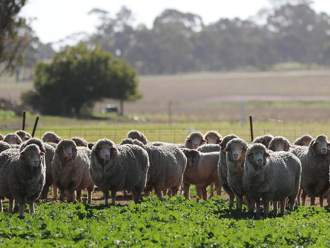 There are serious fears Australia has been too reliant on China for wool processing. Picture: Alex Coppel.