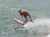 Hop to it or miss hydrogen wave: report
