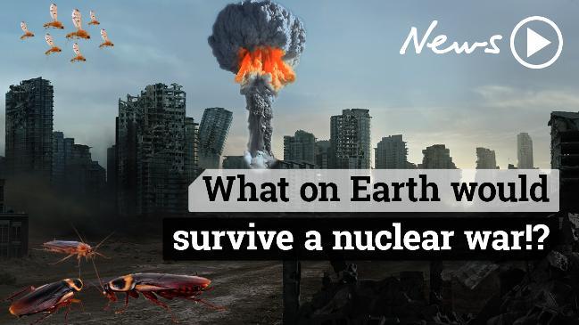 What on Earth would survive a nuclear war?