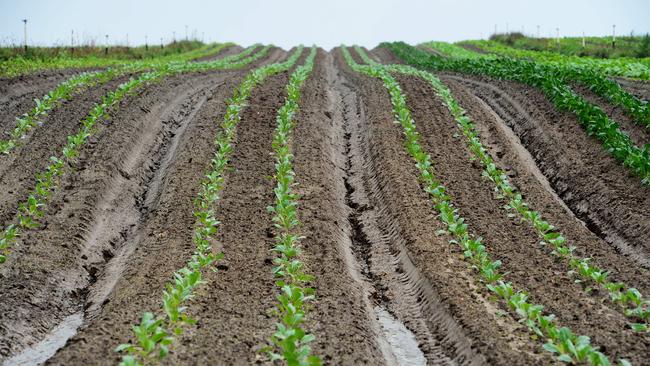 HORTICULTURE: Foothills OrganicsJoe and Rose Scro grow half a dozen varities of potatoes, spinach, silverbeet, bok choi, kale, cabbage, beetroot, turnips and daikon. He employs about 20 people and can't get any more workers despite wanting them. He says he can't keep up with the demand for his organic produce. https://www.otwayharvesttrail.org.au/listing/foothills-organicsPictured: Generic organic vegetable farm. PICTURE: ZOE PHILLIPS