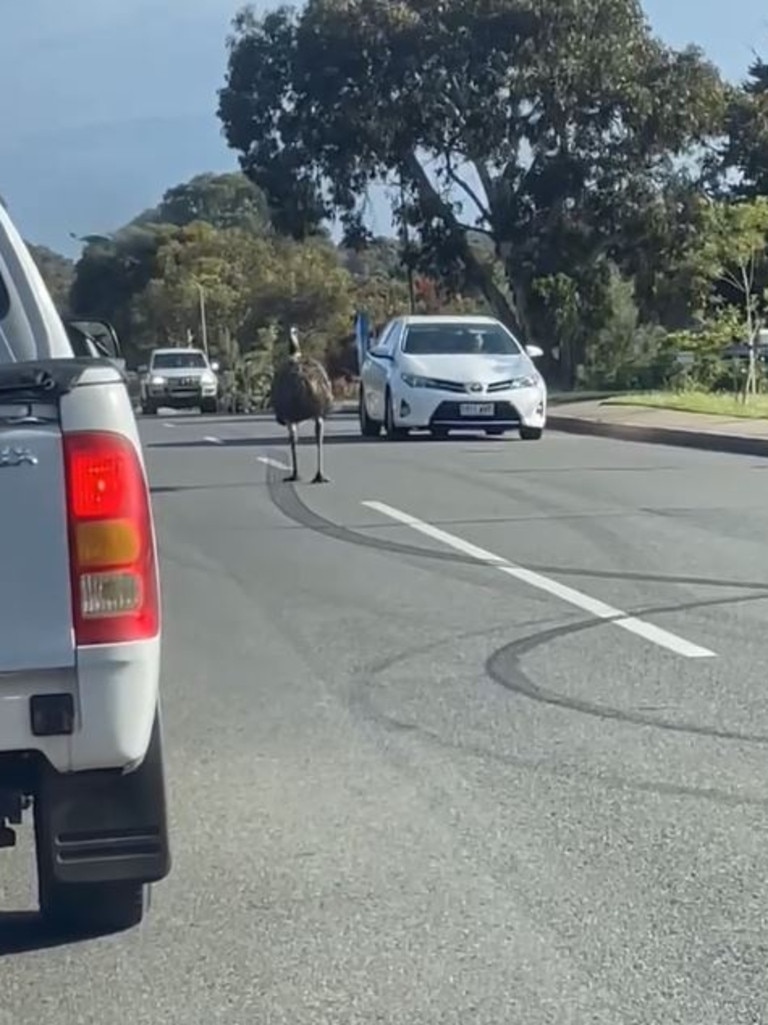 Emily the Emu wandering on Brodie road, Huntfield Heights yesterday. Picture: Tanya Lewis