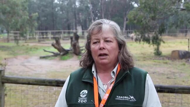 ‘Mischievous’ rhino calf arrives at Dubbo Zoo