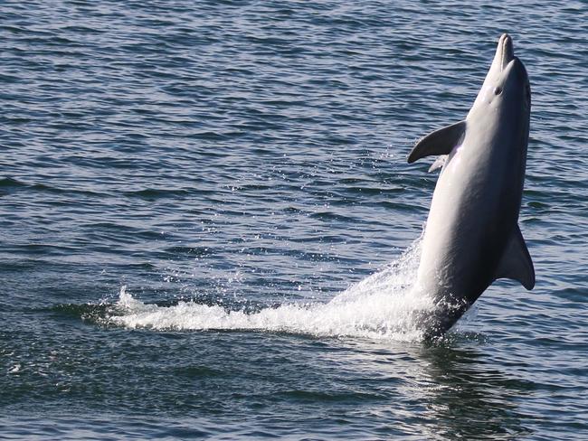 The mystery of dead dolphins in Port River