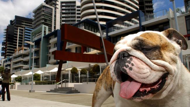 Apartment Pets: Shogun the 3 1/2-year-old Bulldog, who resides at the Boyd Building Apartments, Docklands.