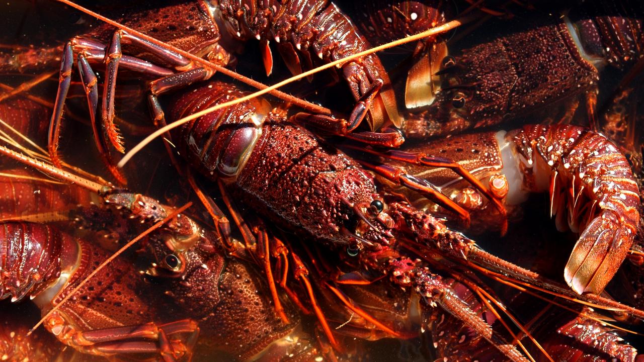 Victorian rock lobster prices are expected to hit a six-year low this month. Picture: Eye Ubiquitous/UIG via Getty Images