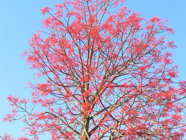 Illawarra Flame Tree, Ross River Road, Cranbrook THAT'S WHY WE ARE QUEENSLANDERS Jill Barnes, jillcudal@yahoo.com.au, 07 4773 1653, 174 Albert St Cranbrook QLD 4814