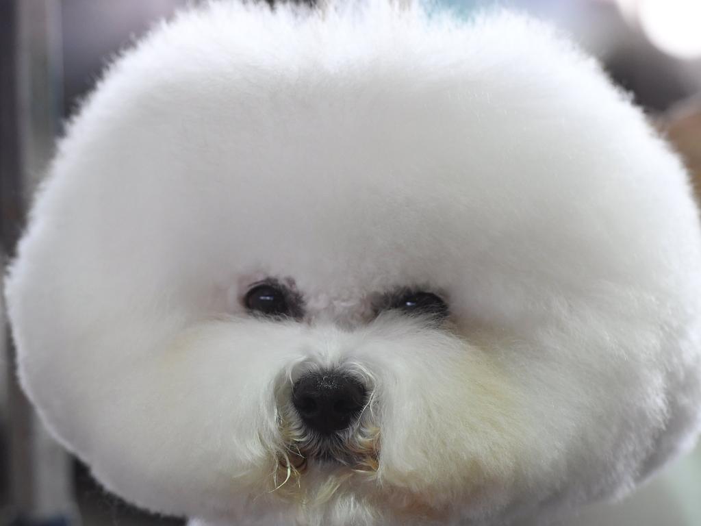 A Bichon Frise waits in the benching area during Day One of competition at the Westminster Kennel Club 142nd Annual Dog Show in New York on February 12, 2018. Picture: AFP