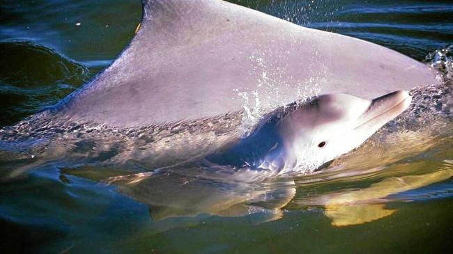 WELCOME LUNA: Barnacles Café and Dolphin Feeding have welcomed the arrival of 4-week-old Luna to the community.