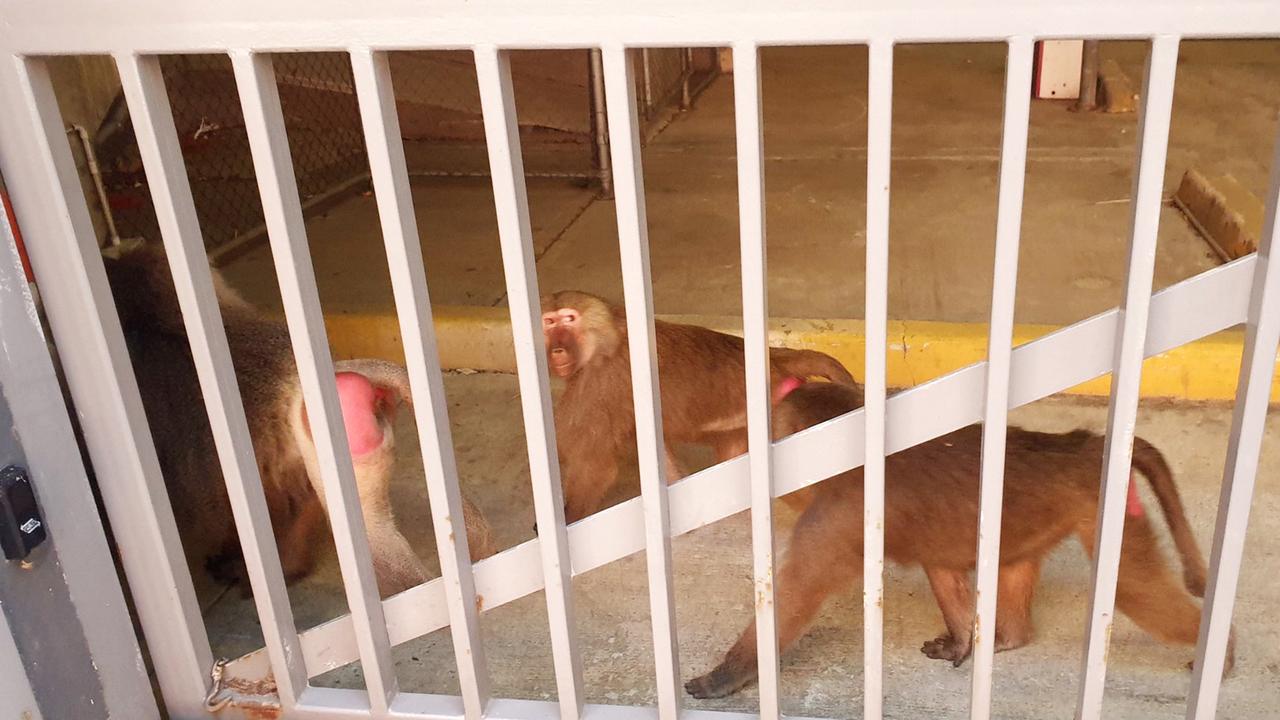 Three escaped baboons on the loose in a carpark at Royal Prince Alfred Hospital in Sydney’s inner west. Picture: supplied