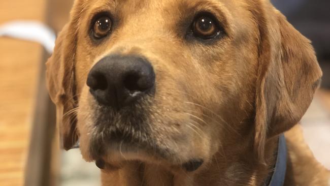 Sparky has a nose for trouble – but who can resist those eyes?