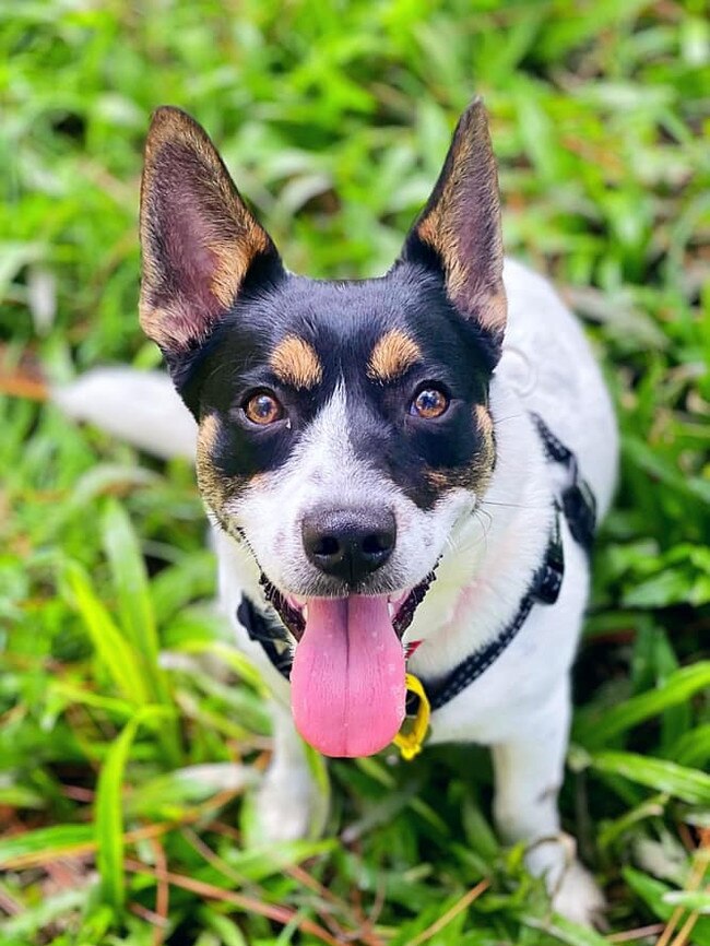Ricky from Southport has the personality to match the look. Nicknamed “Happy” at the local park as he must meet and greet everyone.