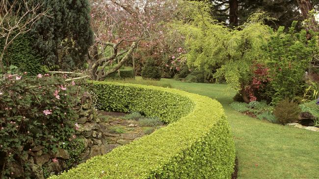 Japanese box hedge. Picture: Auscape/Universal Images Group via Getty Images