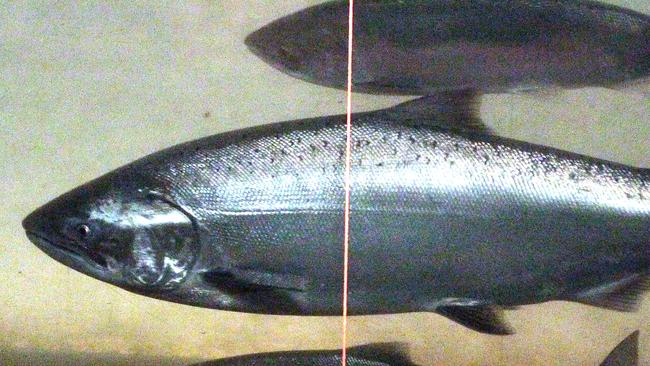 FILE - In this June 27, 2012, file photo, a Chinook salmon, second from the bottom, swims in the Columbia River with sockeye salmon at the Bonneville Dam fish-counting window near North Bonneville, Wash. A group that represents farmers is calling the costs of saving imperiled salmon in the largest river system in the Pacific Northwest unsustainable and is turning to the Trump administration to sidestep endangered species laws. (AP Photo/Rick Bowmer, File)