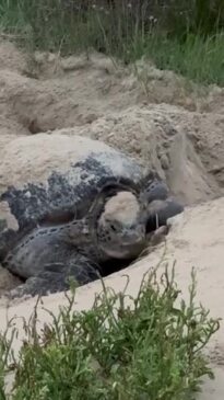 Turtle laying eggs near Coffs Harbour